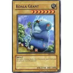 Koala Géant
