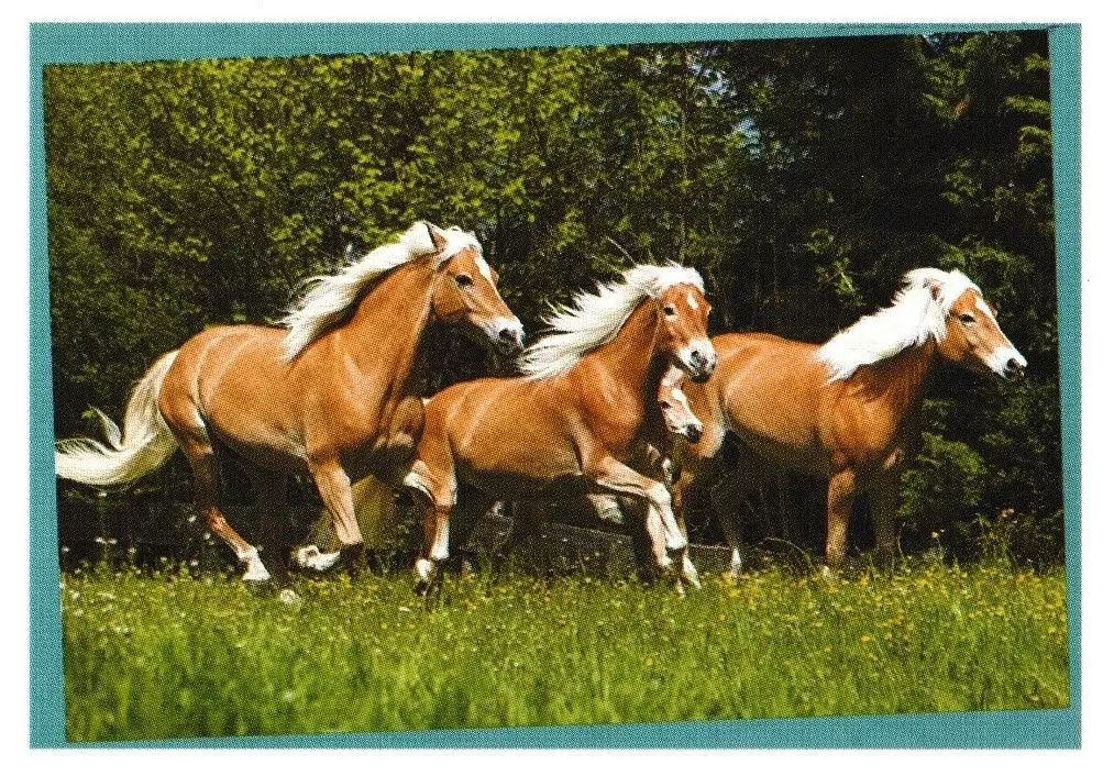 Chevaux : une aventure incroyable - Image n°114