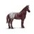 Jument appaloosa