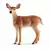 Wild Life - Biche de Virginie