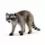 Wild Life - Raton Laveur