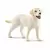 Farm World - Promenade avec Labrador Retriever