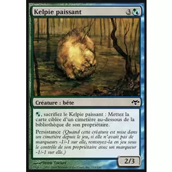 Kelpie paissant