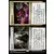 L\'allégeance de Ravnica - Revif