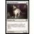 Chat du sanctuaire