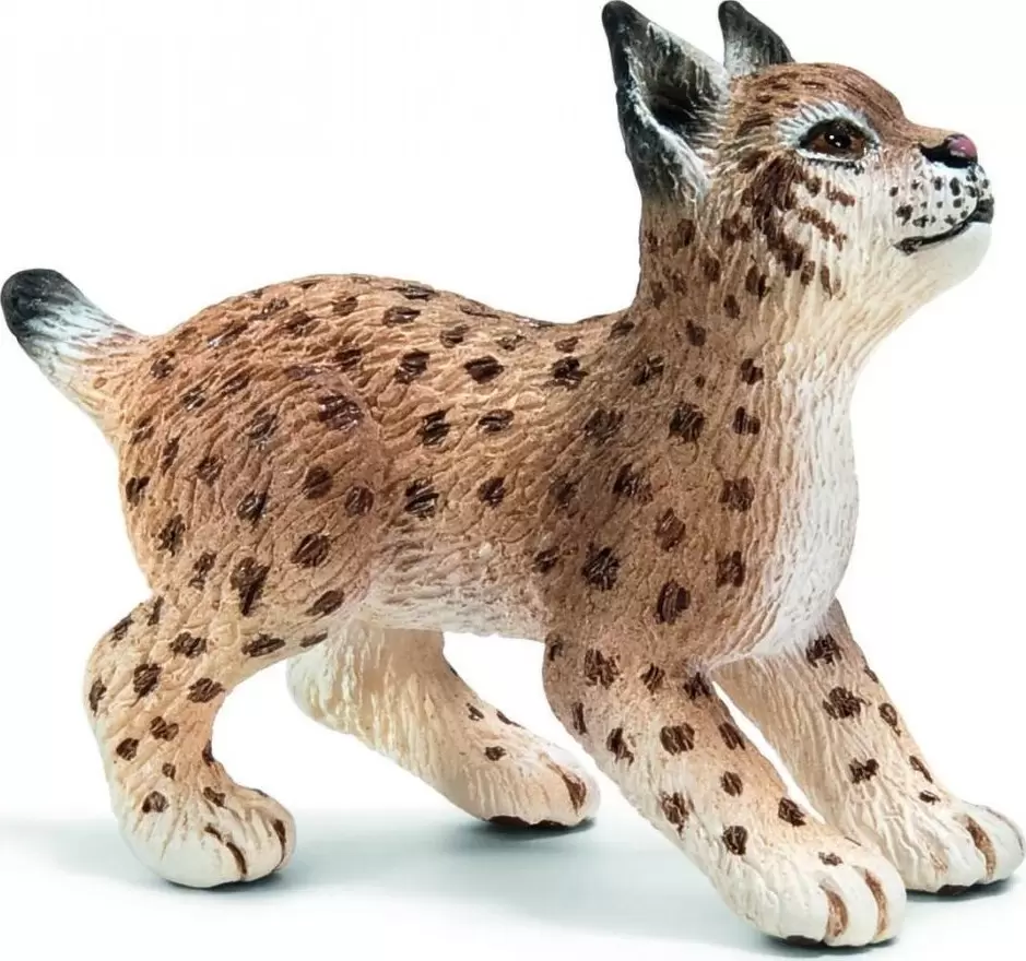 Wild Life - Bébé lynx