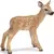 Cerf rouge faon