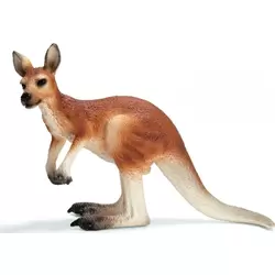 Kangourou mâle