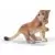 Lionceau jouant