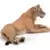 Wild Life - Lionne couchée