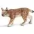Lynx femelle