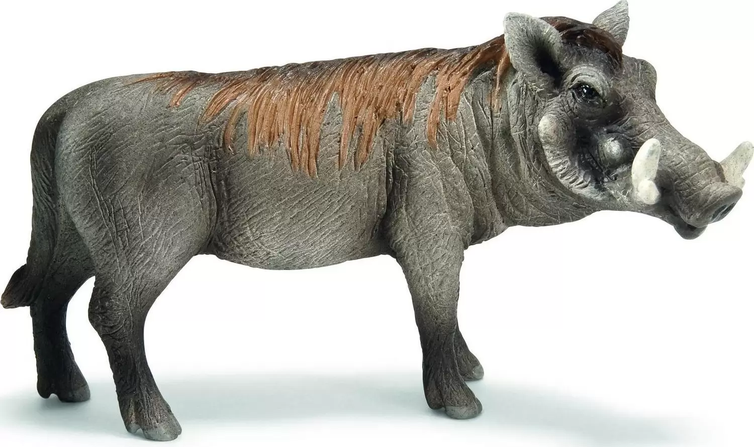 Wild Life - Phacochère mâle