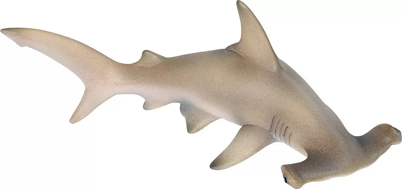 Wild Life - Requin marteau halicorne