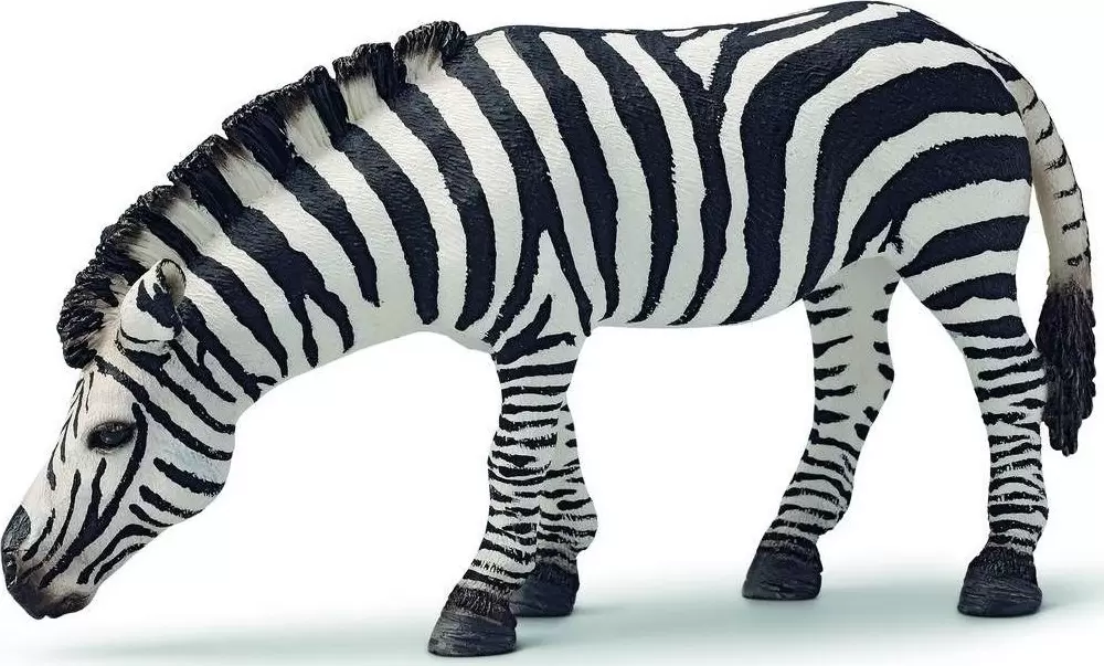 Wild Life - Zèbre broutant