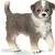 Berger australien chiot