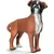 Boxer femelle