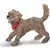 Chien de race croisée jouant