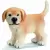 Chiot Golden Retriever debout