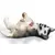Chiot Husky couché