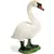 Cygne femelle