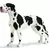 Dogue allemand femelle