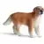 Golden Retriever mâle