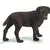 Labrador femelle