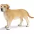 Labrador mâle