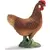 Poule