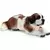 Saint Bernard femelle