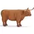 Vache Highland