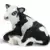 Veau Holstein couché