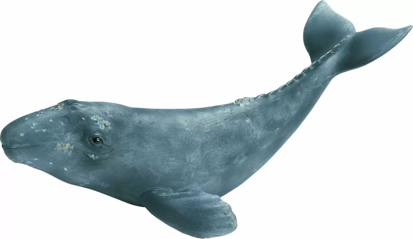 Wild Life - Baleine grise bébé