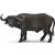 Wild Life - Buffle d\'Afrique