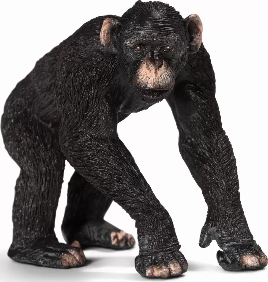 Wild Life - Chimpanzé mâle