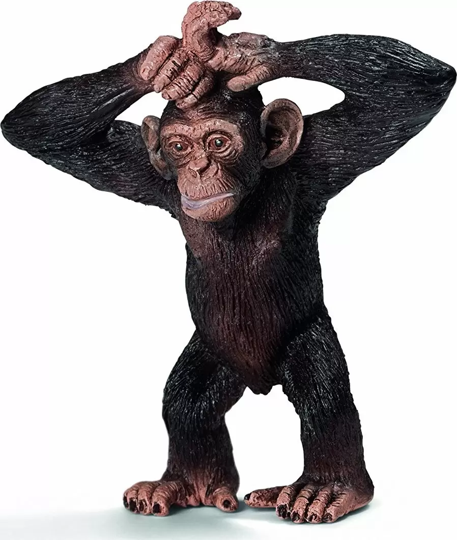 Wild Life - Jeune Chimpanzé