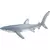 Requin bleu