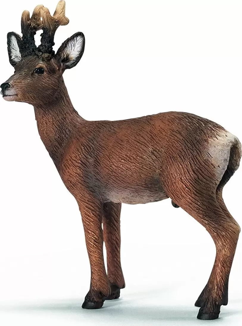 Wild Life - Chevreuil