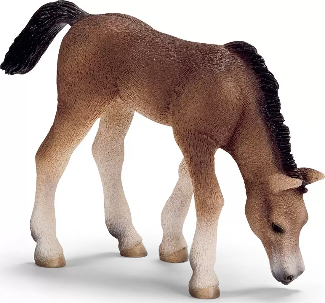Horse Club - Poulain arabe broutant