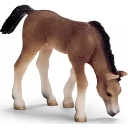 Poulain arabe broutant