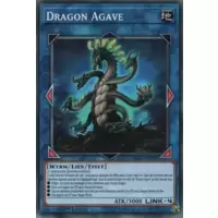 Dragon Agave