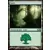 Forêt