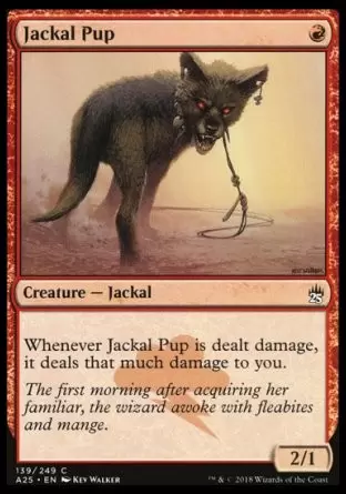 Masters 25 - Bébé chacal