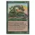 Basilic sylvestre