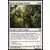 Frère de bande d'Ajani