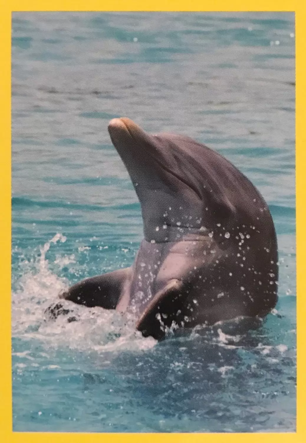 Amici Cucciolotti : nos p\'tits animaux - 2015 - Grand dauphin