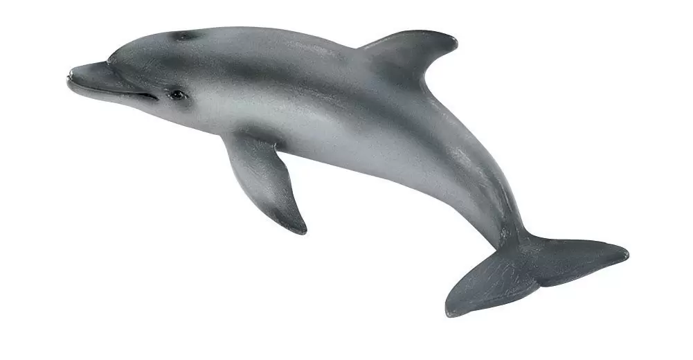 Wild Life - Dauphin