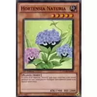 Hortensia Naturia