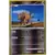 Tauros Reverse