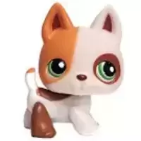 LPS 127